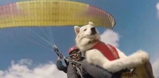 Được nhảy dù, chú chó Husky “phê” ra mặt, tận hưởng cảm giác chill, trong khi người sợ độ cao “khóc thét”