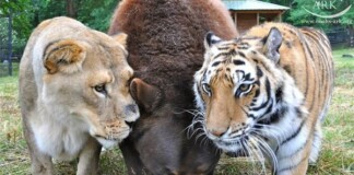 Gấu, sư tử và hổ hợp thành “bộ ba tri kỷ” ngoài đời thực, cộng đồng mạng ngạc nhiên, không dám tin vào mắt