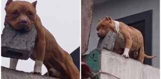 Ghét bị làm phiền, người đàn ông huấn luyện cún cưng ném gạch vào người gõ cửa khiến CĐM sửng sốt