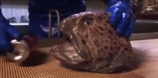 Giải mã hiện tượng những sinh vật không chết dù đã bị chặt đầu