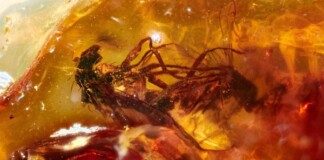 Hai cá thể ruồi đang quan hệ thì bị dính nhựa thông, mắc kẹt trong tư thế nhạy cảm suốt 41 triệu năm