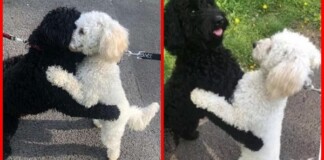 Hai chú poodle ôm chầm lấy nhau khi chạm mặt, dân mạng cảm động khi biết quan hệ của chúng