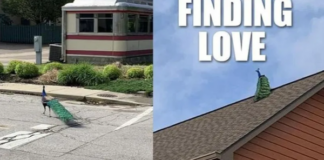 Hành trình tìm kiếm bạn tình không tưởng của chú công trống khiến dân mạng phải trầm trồ