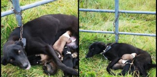 Hình ảnh chó mẹ bị xích nhưng vẫn cố đùm bọc 6 chó con làm lay động cư dân mạng