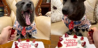 “Idol” Nguyễn Dúi ăn diện đón sinh nhật sau 2 năm nổi tiếng nhưng thái độ có vẻ “sai sai”