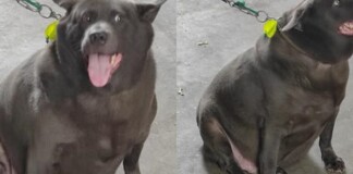 Idol Nguyễn Văn Dúi gây sốc với ngoại hình già nua, béo phệ và lại còn bị xích cổ đáng thương?