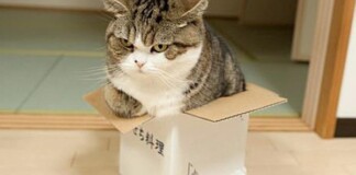 Khoa học giải thích: Tại sao lũ mèo thích hộp?