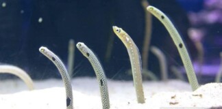 Khu thủy sinh Nhật Bản kêu gọi người dân FaceTime với lươn cho chúng đỡ nhớ khách du lịch