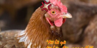 Ký sự gamer: Chuyện “con gà” trong thế giới ảo