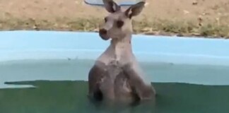 Lại là nắng nóng ở Úc: Con kangaroo thản nhiên lao vào bể bơi nhà dân để ngâm mình cho nó mát