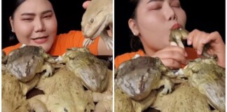 Làm clip ăn Mukbang trên sóng, nữ streamer khiến người xem khiếp sợ, chuyển kênh khi ăn ếch luộc nguyên con