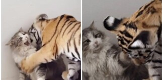 Lao vào làm quen, chú hổ hoảng sợ khi bị mèo nhà tấn công, tát liên tục và cái kết khiến CĐM ngỡ ngàng