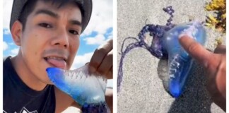 Liếm sứa xanh chứa chất kịch độc để câu view trên TikTok, nam thanh niên khiến người xem rùng mình và cái kết