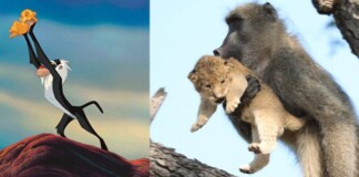 Lion King đời thực là đây: Chú khỉ đầu chó vừa leo trèo vừa bế sư tử con, quyết không buông tay