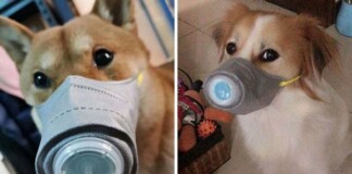 Lo sợ virus corona, người dân Trung Quốc đeo khẩu trang cho cả thú nuôi