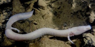 Loài kỳ giông ‘lười nhất quả Đất’: 7 năm mới thèm di chuyển một lần, ăn một bữa no một thập kỷ