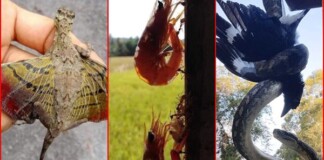 Loạt ảnh thiên nhiên kỳ quái cho thấy sự đa dạng của tạo hóa, khoa học cũng khó lý giải