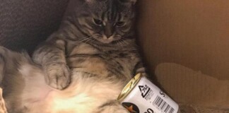 Mèo bố béo phì tranh ăn hết phần con, ông bà chủ liền nghĩ ra cách cực hay giúp nó giảm cân