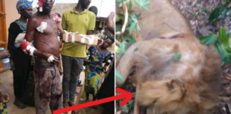 Mở cửa đã thấy sư tử trước nhà, nam thanh niên lao vào tấn công, lột da về mở tiệc khao cả làng, CĐM chỉ biết thán phục