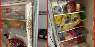 Mở tủ lạnh sau 4 tháng nghỉ tránh dịch, nữ sinh rùng mình vì “vương quốc giòi bọ”