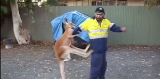 Ngứa cựa, chú kangaroo gạ kèo boxing với anh công nhân, tung “Nộ Long Cước” liên tục và cái kết đắng lòng