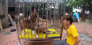 Nhốt em gái vào chuồng chó, con trai bà Tân Vlog lại gây nên những tranh cãi không hồi kết