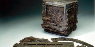 Những hóa thạch của thời đại chúng ta, sau một triệu năm nữa sẽ nói cho con cháu biết điều gì?