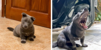 Nửa năm trước còn là “idol quốc dân”, giờ đây Nguyễn Văn Dúi “tiến hóa” khác lạ, chẳng còn thần thái, bóng dáng ngày xưa