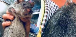 Nuôi chó, mèo thường quá, cô nàng nổi hứng xin chuột cống về chăm, tới giờ có em boss cực tình cảm và thông minh