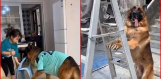 Nuomi – Chú chó nổi như cồn trên MXH vì “tâm đầu ý hợp” với chủ tới mức lạ kỳ