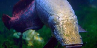 Phát hiện loài cá được mặc “áo chống đạn” vùng Amazon, chống lại được cá hổ Piranha