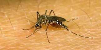 Phát hiện ra cơ chế khác lạ khiến muỗi luôn ‘đánh hơi’ được người