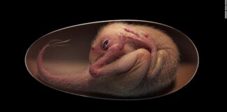 Phôi khủng long được bảo quản nguyên vẹn trong quả trứng 70 triệu năm tuổi