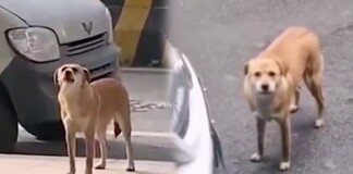 Phòng khám bị chú chó đến “mắng chửi” suốt 3 tháng vì lý do tế nhị này