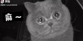 Quá bơ vơ vì chủ nhân bỏ lại một mình, mèo cưng ngồi trước camera rơi nước mắt