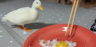 Rán trứng vịt rồi mời vịt mẹ ăn cùng mình, nam YouTuber nhận vô số chỉ trích, gạch đá