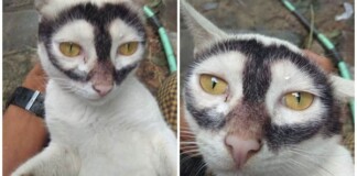 Sở hữu quầng mắt “đột biến”, chú mèo khiến CĐM xôn xao bàn tán, cho là “phiên bản mèo” của Batman