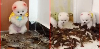 Tài khoản TikTok gây phẫn nộ vì hàng loạt chiêu trò ngược đãi cún cưng để câu view