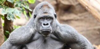 Tại sao khỉ đột, tinh tinh và chuột túi hầu như không cần phải tập luyện sức mạnh mà cơ bắp của chúng vẫn cực kỳ phát triển?