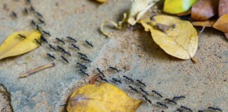 Tại sao kiến rất đông, nhưng cả tổ của chúng không bao giờ bị tắc đường, còn con người thì hơi tí là kẹt mặc dù số lượng ít hơn kiến?