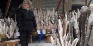 Thành phố lạnh lẽo nhất thế giới: âm 64 độ, ngoài chợ chỉ bán 1 loại thực phẩm duy nhất