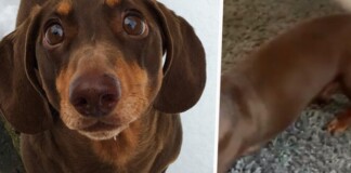 Thấy chủ lúc nào cũng ở nhà vì Covid-19, chú chó mừng quá vẫy đuôi liên tục đến nỗi bong cả gân