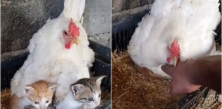 Thấy mèo mẹ kiệt sức, tử vong sau sinh, gà mái thương xót, “ấp” hộ đàn con khiến CĐM cảm động