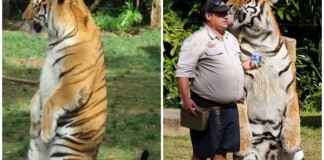 To như “hổ” nhưng lại cứ nghĩ mình là mèo nhà, chú hổ thích đứng hai chân,thích uống sữa khiến CĐM trầm trồ