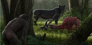 Tổ tiên của loài người đã từng gây ra sự tuyệt chủng của động vật từ 4 triệu năm về trước