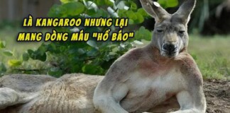 Úc: Con kangaroo vạm vỡ cao 1m8 ngang nhiên vào thị trấn phá nát 1 khu vườn, “cà khịa” 3 người và đánh trọng thương cụ bà lớn tuổi