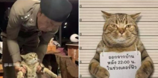 Vi phạm lệnh giới nghiêm, chú mèo bị cảnh sát bắt giữ khẩn cấp làm gương