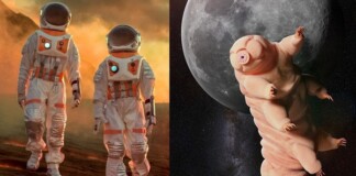 Vì sao con người cần lai tạo với sinh vật được mệnh danh là ‘quái vật bất tử’ nếu muốn sống trên Sao Hỏa?