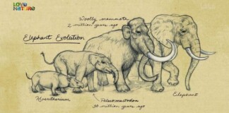 Vì sự ảnh hưởng của con người, một số động vật thậm chí đã bắt đầu đảo ngược quá trình tiến hóa