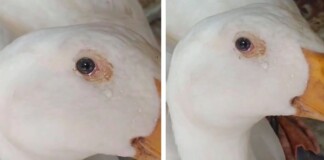 Vịt nhỏ bất ngờ rơi nước mắt trước giờ “hành quyết”, người cầm dao không nỡ xuống tay